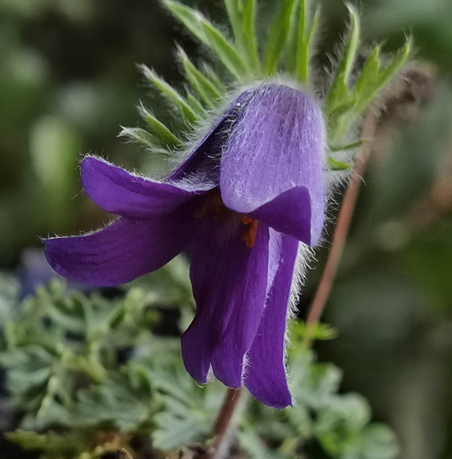 Pulsatilla turczaninovii